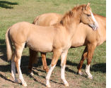 Bolero